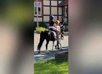 Niemiecki kuc wierzchowy, Wałach, 7 lat, Srokata