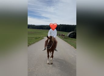 Niemiecki kuc wierzchowy Mix, Wałach, 8 lat, 135 cm, Cisawa