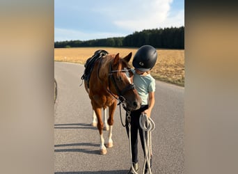 Niemiecki kuc wierzchowy Mix, Wałach, 8 lat, 135 cm, Cisawa