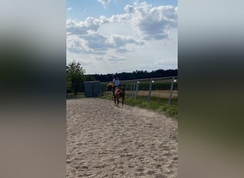 Niemiecki kuc wierzchowy Mix, Wałach, 8 lat, 135 cm, Cisawa