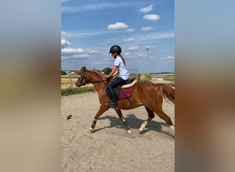 Niemiecki kuc wierzchowy Mix, Wałach, 8 lat, 135 cm, Cisawa