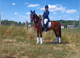 Niemiecki kuc wierzchowy, Wałach, 8 lat, 144 cm, Gniada