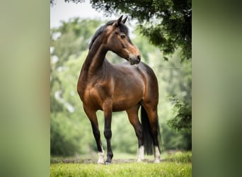 Niemiecki kuc wierzchowy, Wałach, 8 lat, 145 cm, Ciemnogniada