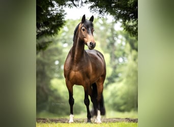 Niemiecki kuc wierzchowy, Wałach, 8 lat, 145 cm, Ciemnogniada