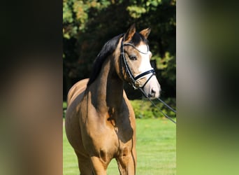 Niemiecki kuc wierzchowy, Wałach, 8 lat, 148 cm, Bułana