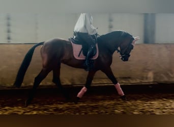 Niemiecki kuc wierzchowy, Wałach, 8 lat, 148 cm, Gniada