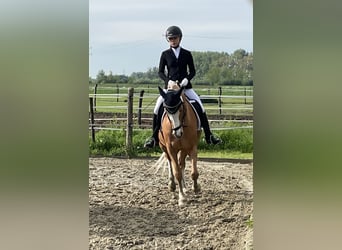 Niemiecki kuc wierzchowy, Wałach, 8 lat, 148 cm, Izabelowata
