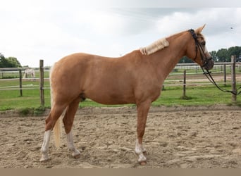 Niemiecki kuc wierzchowy, Wałach, 8 lat, 148 cm, Izabelowata