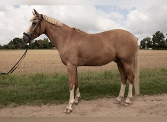 Niemiecki kuc wierzchowy, Wałach, 8 lat, 148 cm, Izabelowata