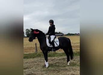 Niemiecki kuc wierzchowy, Wałach, 8 lat, 148 cm, Skarogniada