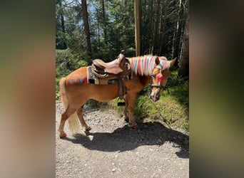 Niemiecki kuc wierzchowy Mix, Wałach, 9 lat, 135 cm, Izabelowata