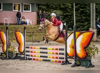 Niemiecki kuc wierzchowy, Wałach, 9 lat, 148 cm, Jelenia