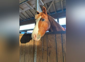 Niemiecki kuc wierzchowy, Wałach, 9 lat, 148 cm, Kasztanowata