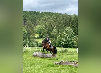Niemiecki kuc wierzchowy, Wałach, 9 lat, 154 cm, Gniada