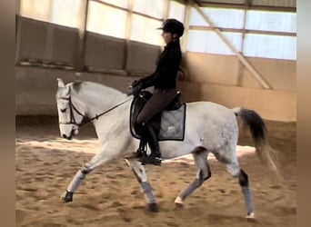 Niemiecki kuc wierzchowy Mix, Wałach, 11 lat, 145 cm, Siwa w hreczce