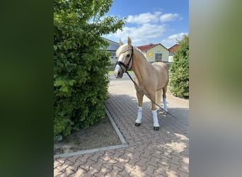 Niemiecki kuc wierzchowy, Wałach, 12 lat, 147 cm, Izabelowata