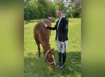 Niemiecki kuc wierzchowy, Wałach, 15 lat, 147 cm, Kasztanowata
