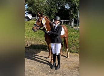 Niemiecki kuc wierzchowy, Wałach, 15 lat, 147 cm, Kasztanowata