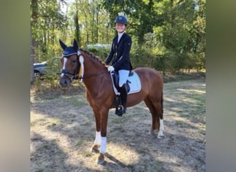 Niemiecki kuc wierzchowy, Wałach, 15 lat, 147 cm, Kasztanowata