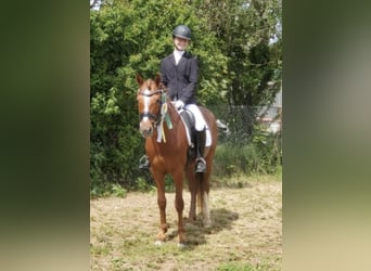 Niemiecki kuc wierzchowy, Wałach, 15 lat, 147 cm, Kasztanowata