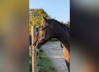 Niemiecki kuc wierzchowy, Wałach, 24 lat, 145 cm, Ciemnogniada