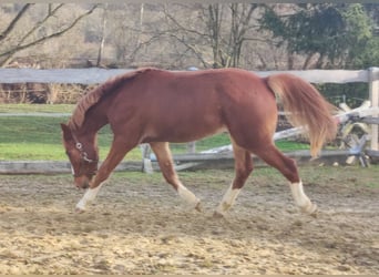 Niemiecki kuc wierzchowy, Wałach, 2 lat, 143 cm, Kasztanowata