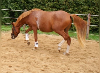 Niemiecki kuc wierzchowy, Wałach, 2 lat, 143 cm, Kasztanowata