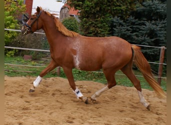 Niemiecki kuc wierzchowy, Wałach, 2 lat, 143 cm, Kasztanowata