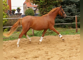 Niemiecki kuc wierzchowy, Wałach, 2 lat, 143 cm, Kasztanowata