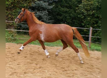 Niemiecki kuc wierzchowy, Wałach, 2 lat, 143 cm, Kasztanowata