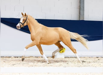 Niemiecki kuc wierzchowy, Wałach, 2 lat, 144 cm, Kasztanowata