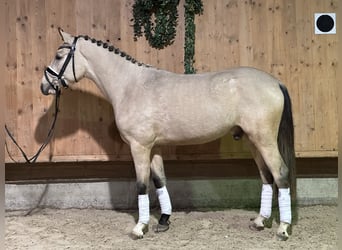 Niemiecki kuc wierzchowy, Wałach, 2 lat, 147 cm, Bułana