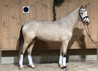 Niemiecki kuc wierzchowy, Wałach, 2 lat, 147 cm, Bułana