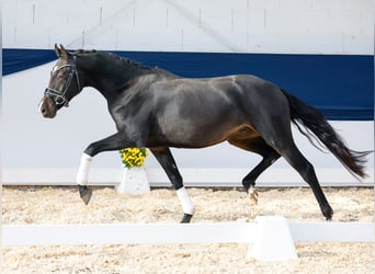 Niemiecki kuc wierzchowy, Wałach, 2 lat, 148 cm, Ciemnogniada