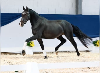 Niemiecki kuc wierzchowy, Wałach, 2 lat, 148 cm, Ciemnogniada