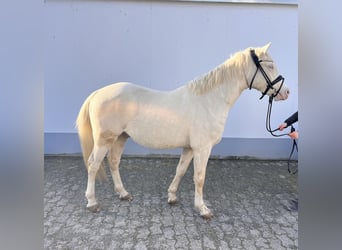 Niemiecki kuc wierzchowy, Wałach, 3 lat, 143 cm, Cremello