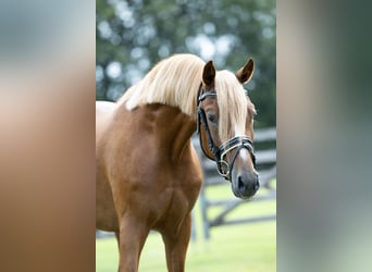 Niemiecki kuc wierzchowy, Wałach, 3 lat, 145 cm, Kasztanowata