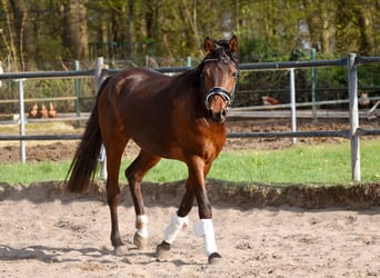 Niemiecki kuc wierzchowy, Wałach, 3 lat, 150 cm, Gniada