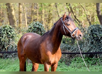 Niemiecki kuc wierzchowy, Wałach, 3 lat, 150 cm, Gniada