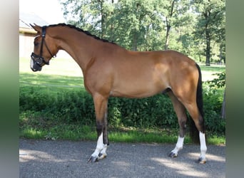 Niemiecki kuc wierzchowy, Wałach, 3 lat, 154 cm, Gniada