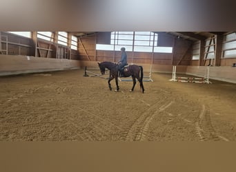 Niemiecki kuc wierzchowy, Wałach, 3 lat, 160 cm, Cremello