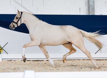 Niemiecki kuc wierzchowy, Wałach, 4 lat, 140 cm, Izabelowata