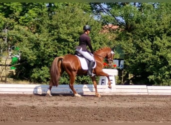 Niemiecki kuc wierzchowy, Wałach, 4 lat, 145 cm, Kasztanowata