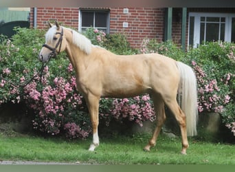 Niemiecki kuc wierzchowy, Wałach, 4 lat, 146 cm, Izabelowata