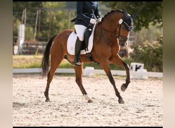 Niemiecki kuc wierzchowy, Wałach, 5 lat, 145 cm