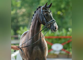 Niemiecki kuc wierzchowy, Wałach, 5 lat, 147 cm, Ciemnokasztanowata