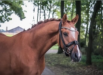 Niemiecki kuc wierzchowy, Wałach, 5 lat, 148 cm, Bułana