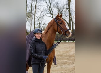 Niemiecki kuc wierzchowy, Wałach, 6 lat, 148 cm, Kasztanowata