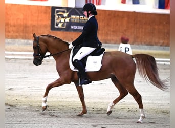 Niemiecki kuc wierzchowy, Wałach, 6 lat, 152 cm, Kasztanowata