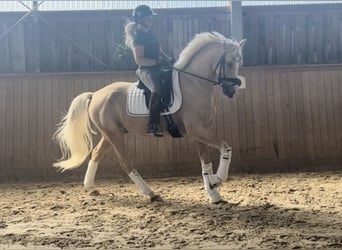 Niemiecki kuc wierzchowy, Wałach, 6 lat, 155 cm, Izabelowata
